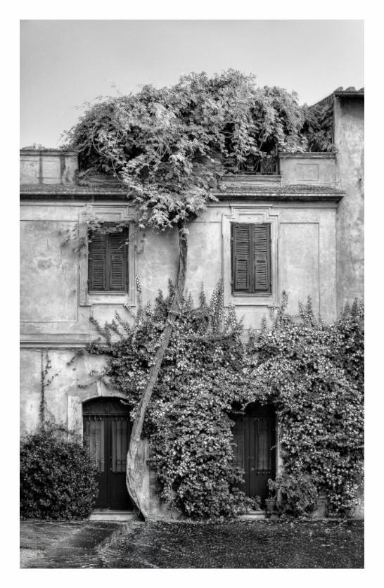Black and white photo of an old building with overgrown plants and trees. Black and white fine art architectural photo of a tall, symmetrical town house facade in the Lazio region of Italy, with detailed texture.