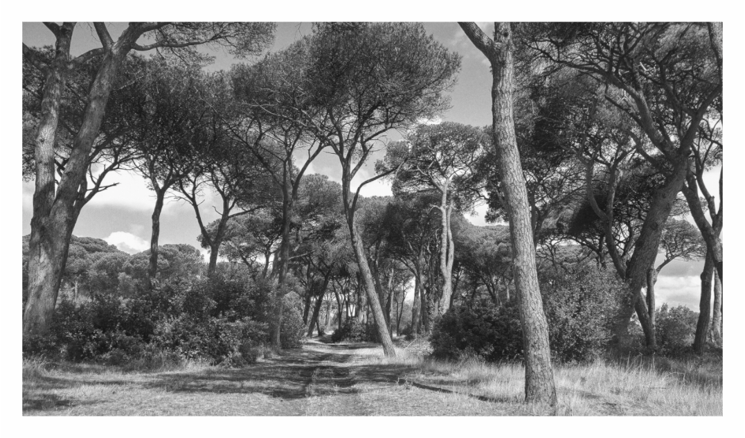 Black and white image of a forest path with trees and bushes, Black and white fine art photograph of tall, vertical pine trees in a wood outside of Rome, emphasizing the forest atmosphere.