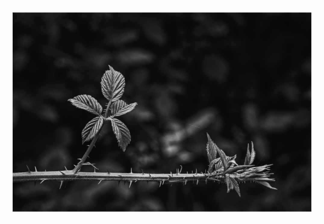Black and white photo of a thorny branch with leaves against a blurred background, black and white bramble print in minimalist living room, thorny stems with budding leaves, moody botanical photography, modern beige sofa decor, Scandinavian interior styling