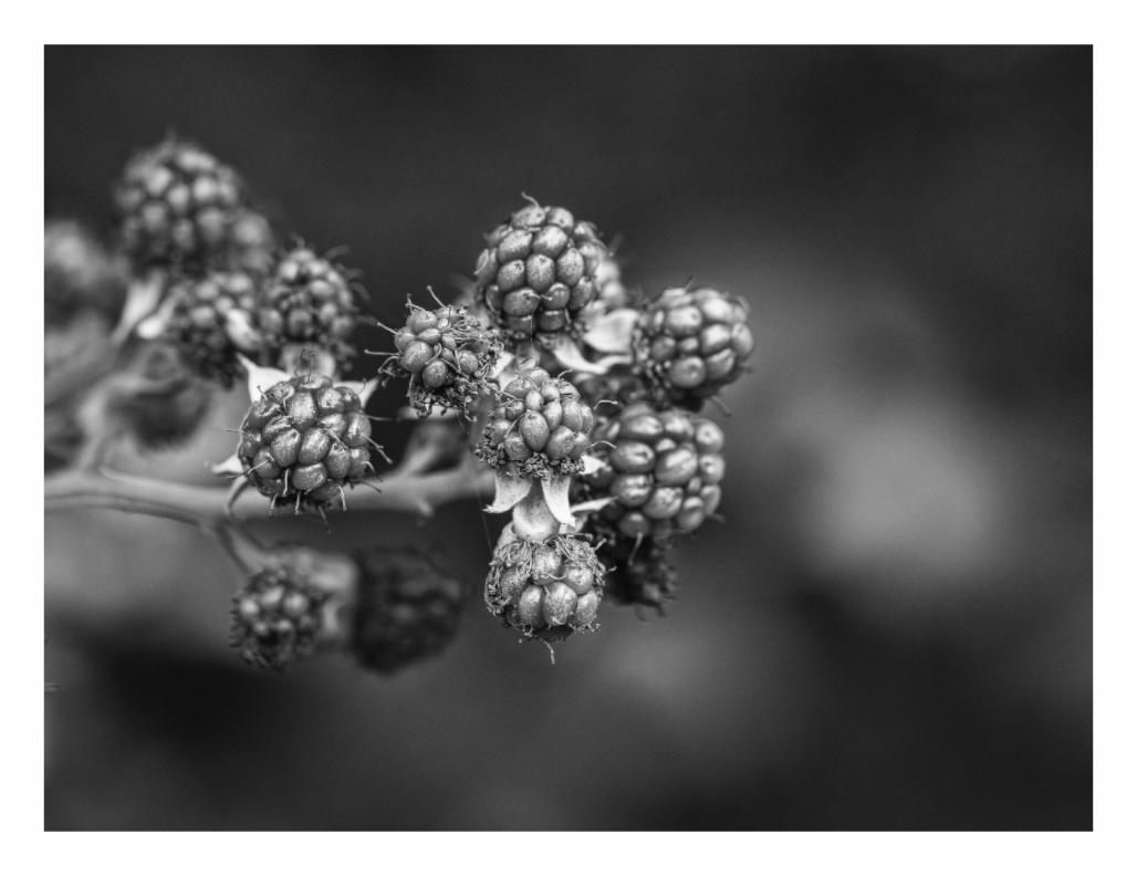 Black and white close-up, a cluster of berries, on a blurred background, framed blackberry print in minimalist living room, black and white berry cluster wall art on gray wall, moody botanical photography, modern beige sofa decor, cozy Scandinavian interior