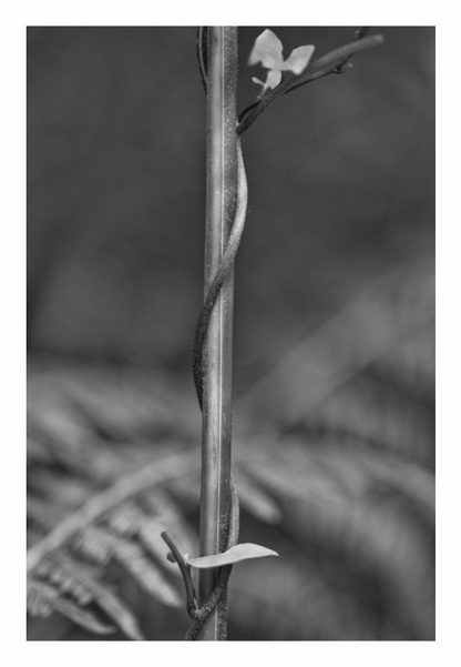 Close-up of a plant stem, eaves against a blurred background, vine ivy print, wild green tendrils growing up plant, earthy mossy tones with dappled light, fine art photography, minimalist nature wall art