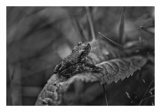 Small frog on a leaf with a blurred natural background, cute green tree frog close-up on leaf, golden eyes staring at camera, glossy amphibian with water droplets, whimsical nature photography, kids room or nursery wall art